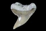 Fossil Tiger Shark Tooth - Lee Creek (Aurora), NC #71067-1